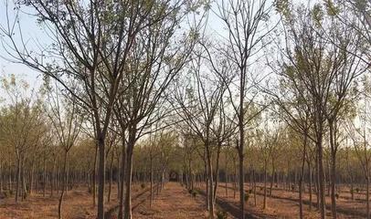 鳌龙生态园:优质绿化苗木,秋冬时节植树造林正当时