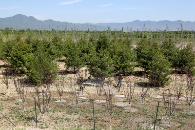 北京今年已完成造林绿化17.8万亩